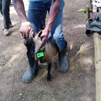 Goat that dada was collected from