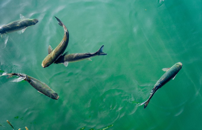 Wanted: German Researcher (IoT) for Collaboration on a Nigerian Research Project on Smart Fish Farming