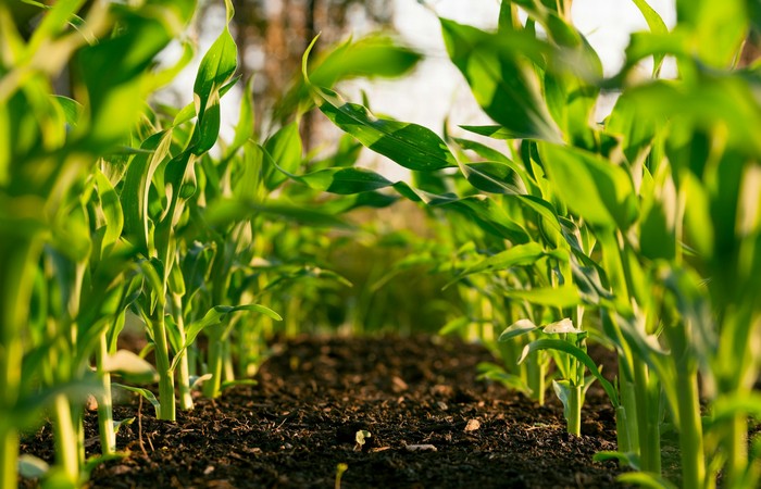HLFF Blog : Agriculture 5.0 - Combating Weeds Using Machine Learning and Robotics