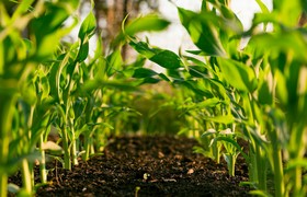 HLFF Blog : Agriculture 5.0 - Combating Weeds Using Machine Learning and Robotics